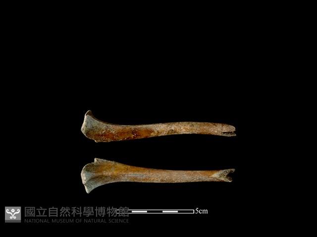 狗骨藏品圖，第1張