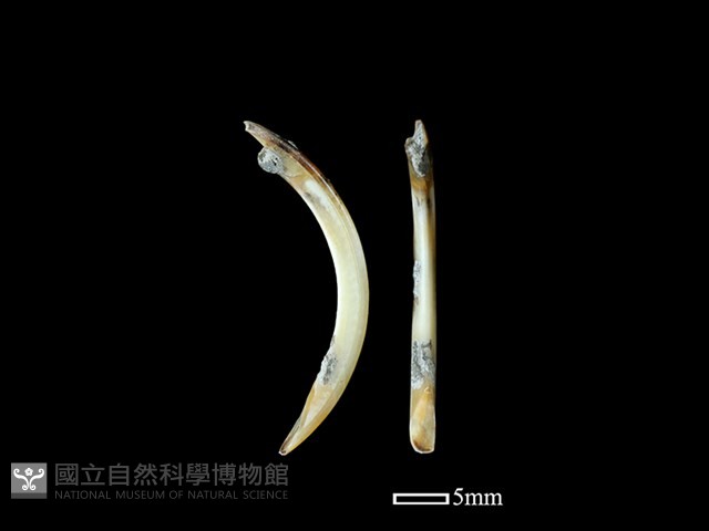 鬼鼠骨藏品圖，第1張