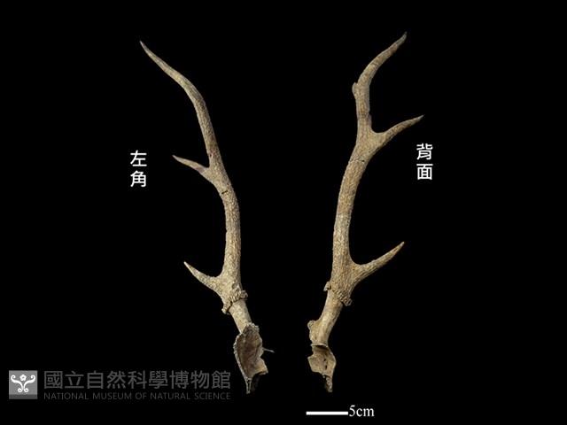 梅花鹿骨藏品圖，第1張