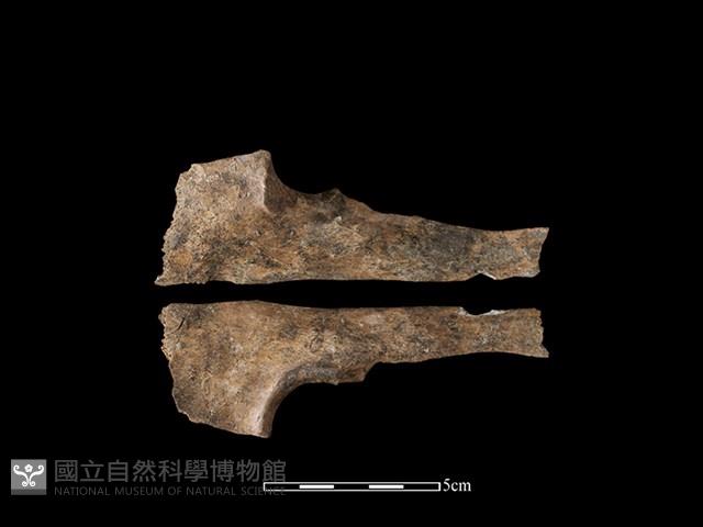 Accession Number:CSCSNS-2019-AB0766 Collection Image