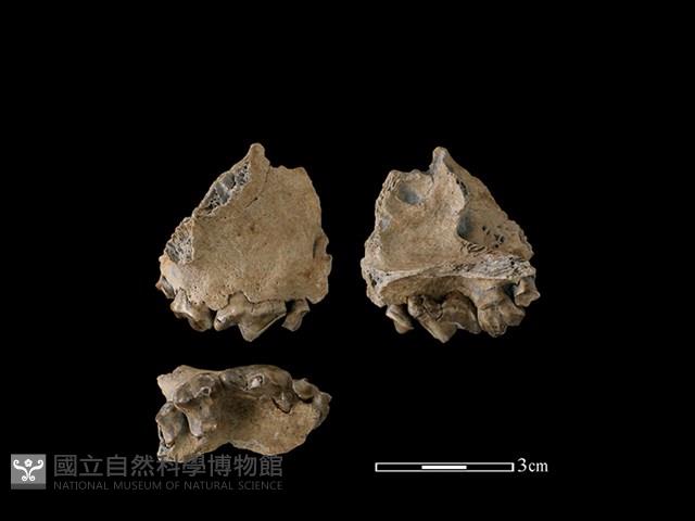 狗骨藏品圖，第1張