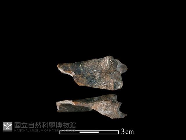 獐骨藏品圖，第1張