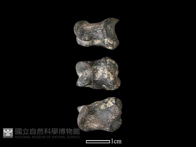 豬骨藏品圖，第1張