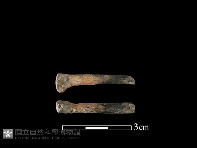 狗骨藏品圖，第1張