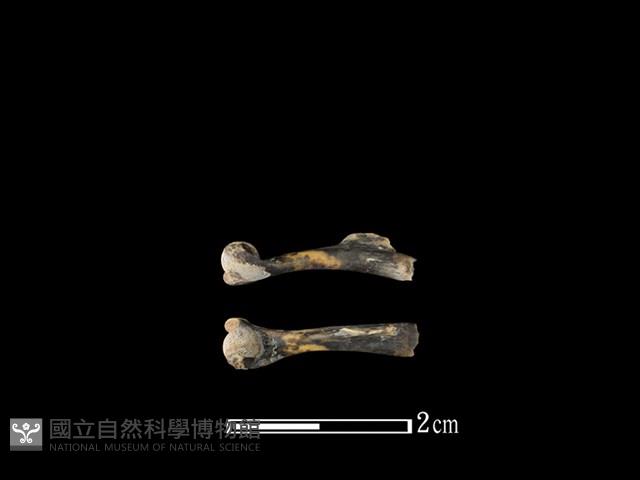 蛙骨藏品圖，第1張