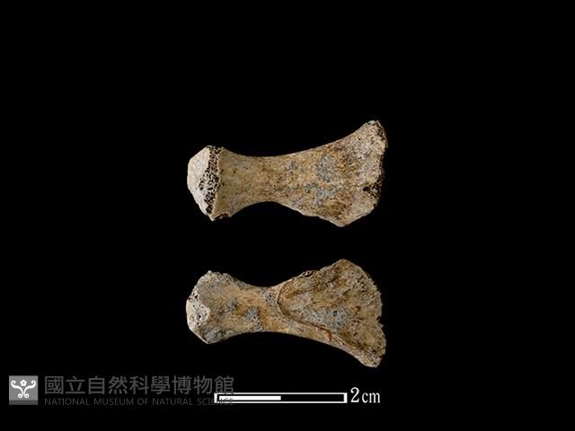 豬骨藏品圖，第1張