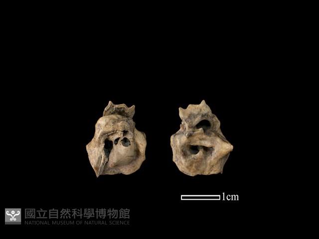 豬骨藏品圖，第1張