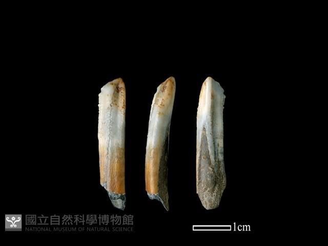 豬骨藏品圖，第1張