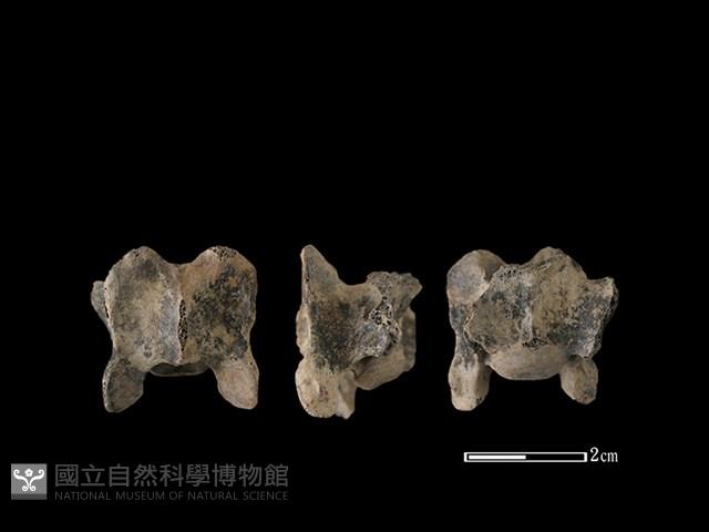 狗骨藏品圖，第1張