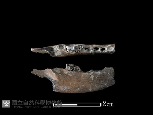 麝香貓骨藏品圖，第1張
