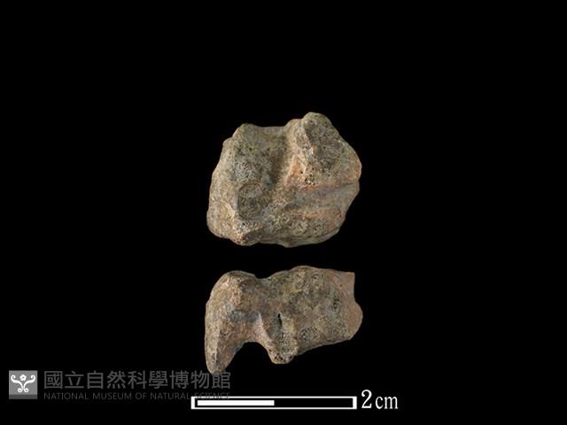 獐骨藏品圖，第1張