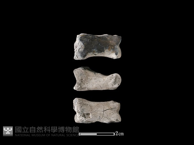 豬骨藏品圖，第1張