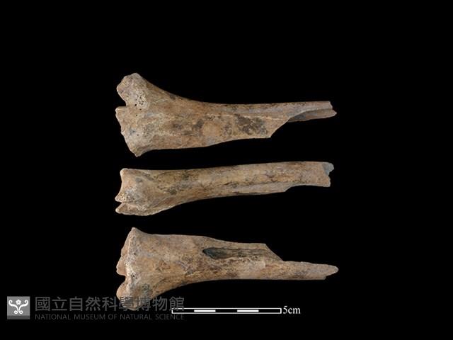 Accession Number:CSCSNS-2019-AB0676 Collection Image