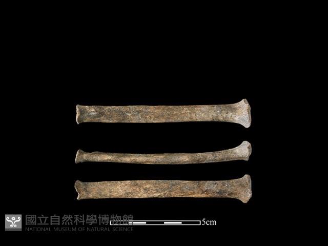 Accession Number:CSCSNS-2019-AB0276 Collection Image