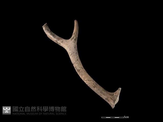 梅花鹿骨藏品圖，第1張