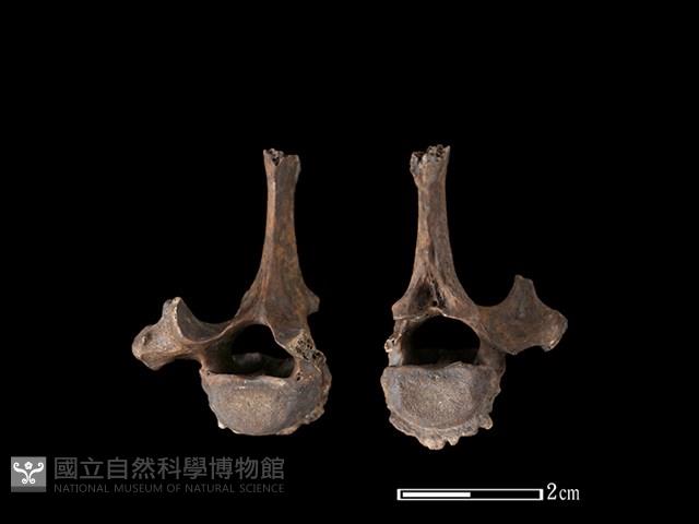 狗獾骨藏品圖，第1張