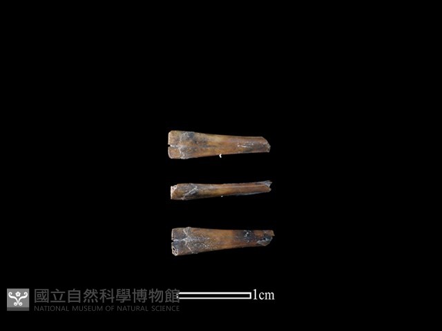蛙骨藏品圖，第1張