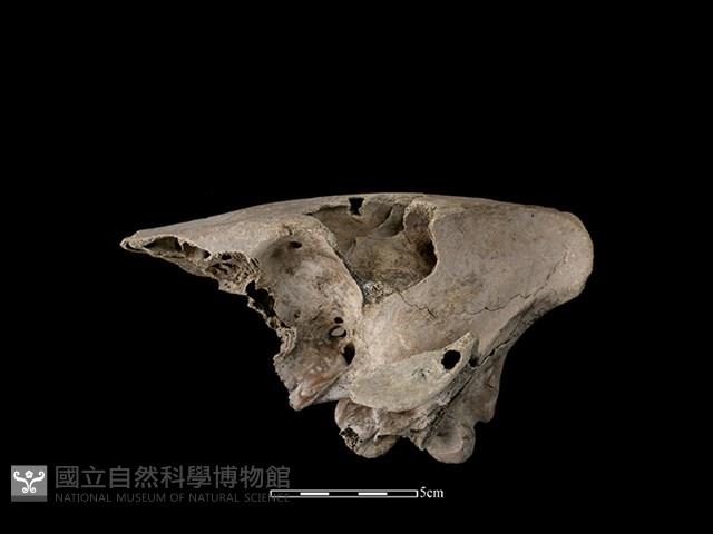 Accession Number:CSCSNS-2019-AB0556 Collection Image, Figure 1, Total 5 Figures