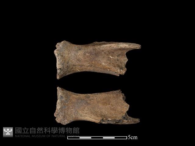 豬骨藏品圖，第1張