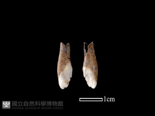 豬骨藏品圖，第1張