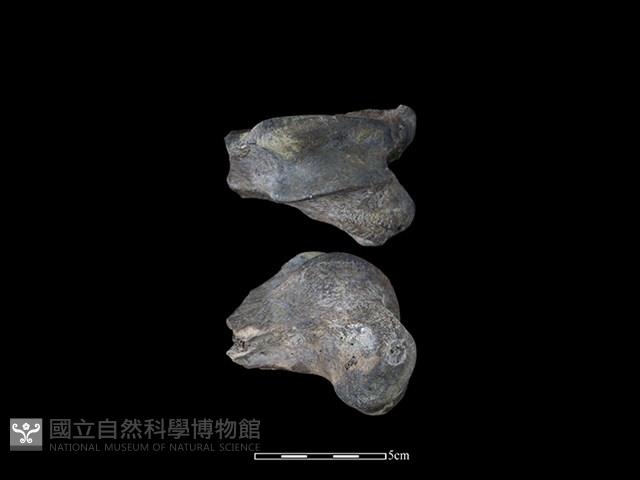 梅花鹿骨藏品圖，第1張