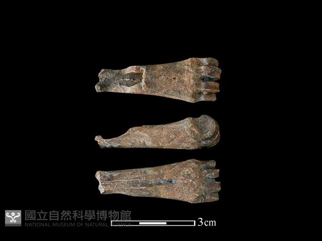 Accession Number:CSCSNS-2019-AB0196 Collection Image