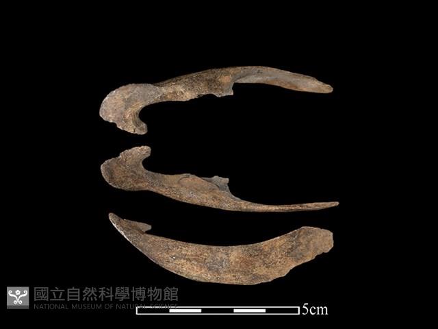 梅花鹿骨藏品圖，第1張