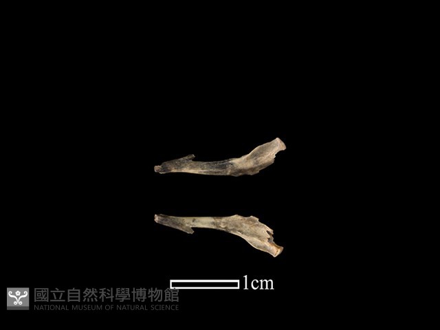 田鼠亞科骨藏品圖，第1張