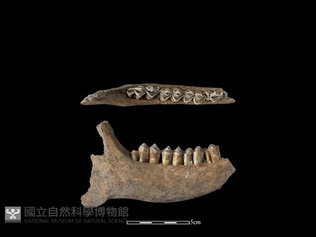 梅花鹿骨藏品圖，第1張