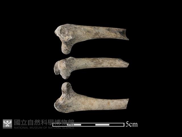 火雞骨藏品圖，第1張