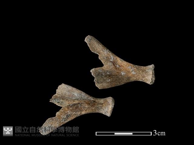 豬骨藏品圖，第1張