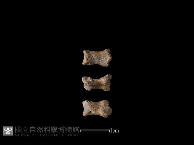 狗骨藏品圖，第1張