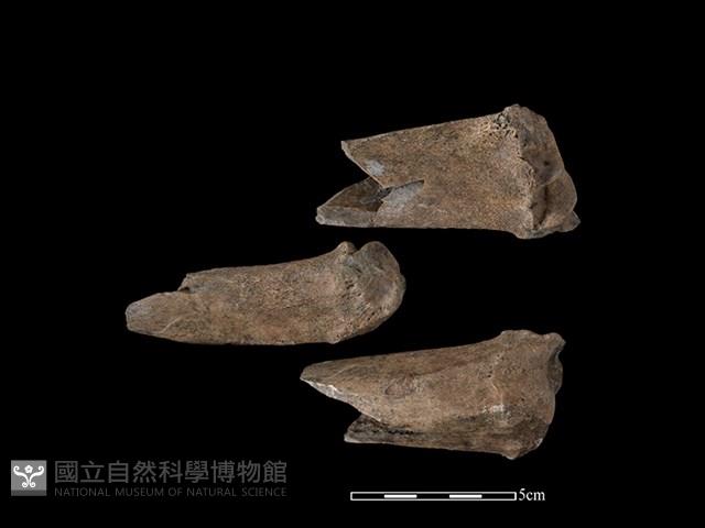 梅花鹿骨藏品圖，第1張