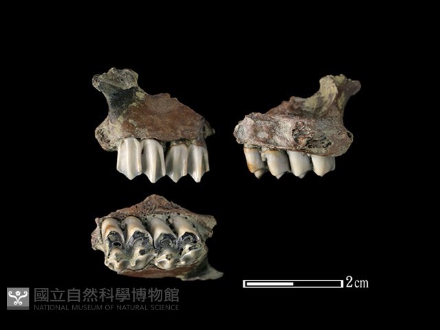 獐骨藏品圖，第1張