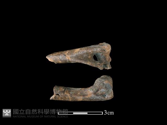 山羌骨藏品圖，第1張