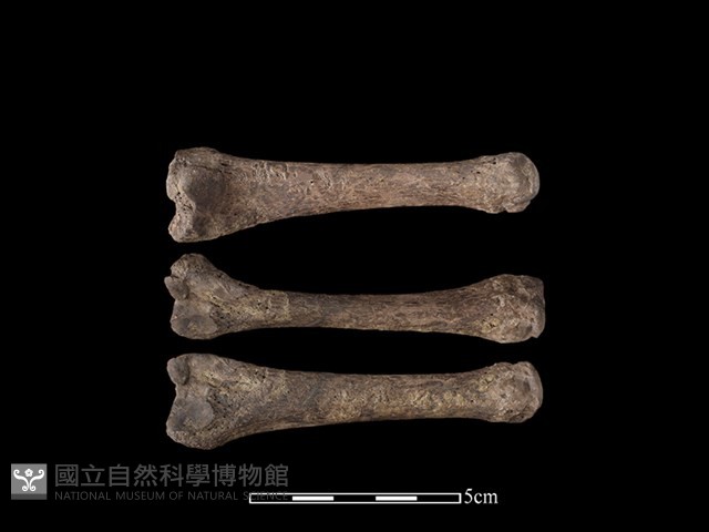 海獅或海豹骨藏品圖，第1張
