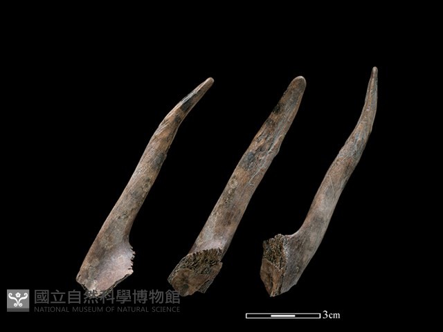 山羌骨藏品圖，第1張