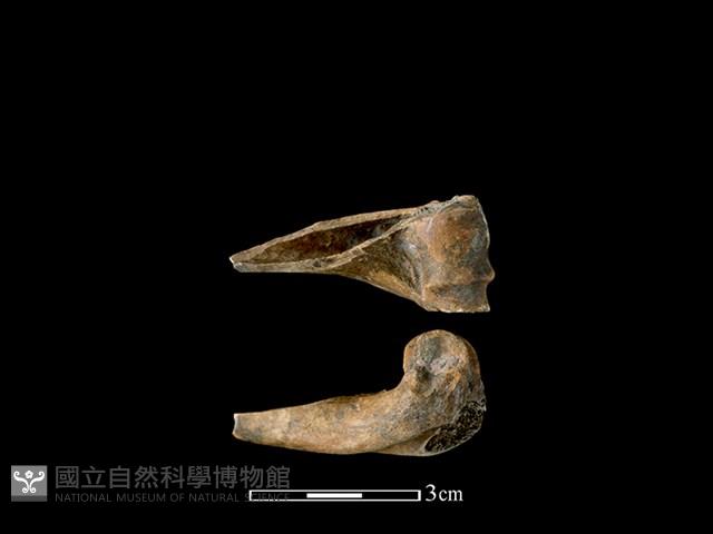 獐骨藏品圖，第1張