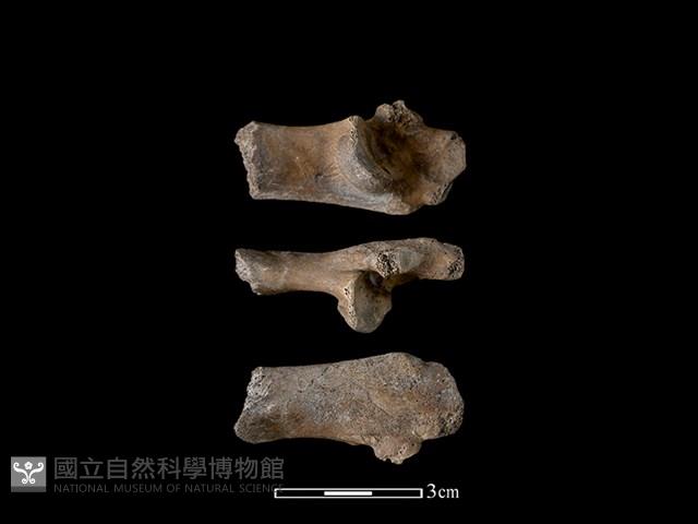 豬骨藏品圖，第1張