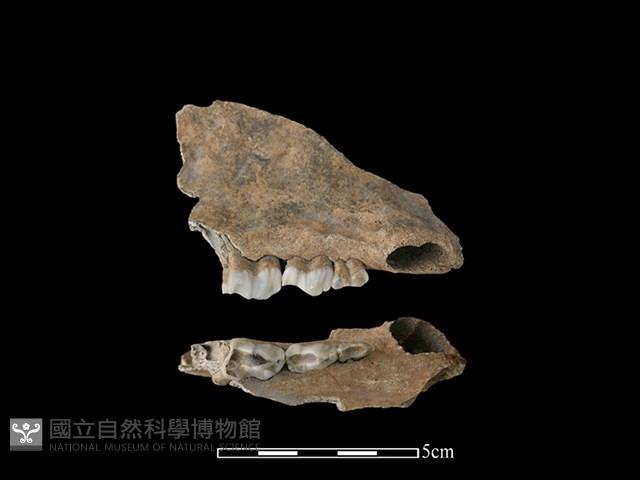 豬骨藏品圖，第1張