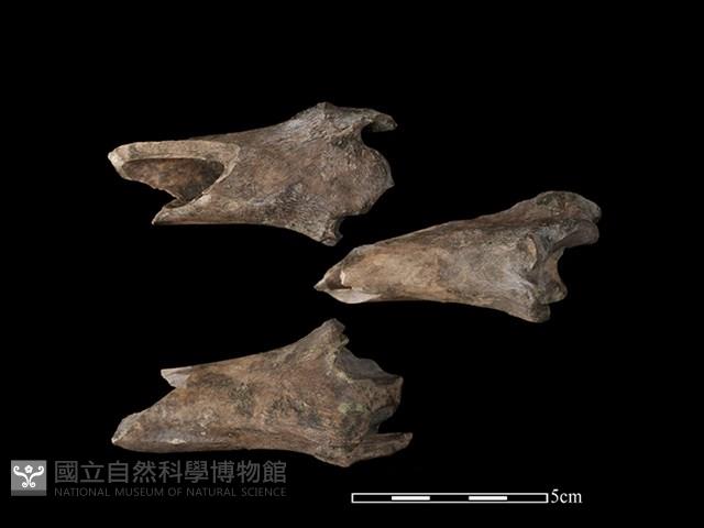 梅花鹿骨藏品圖，第1張