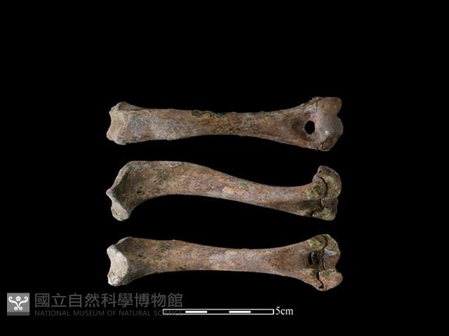 狗骨藏品圖，第1張