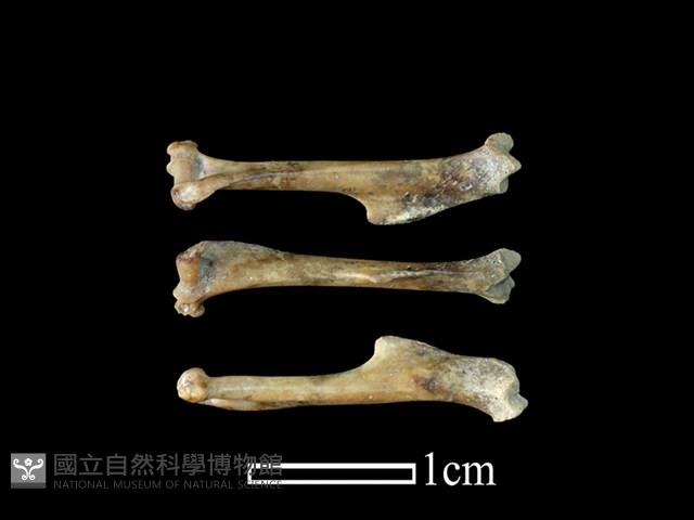 小黃腹鼠骨藏品圖，第1張