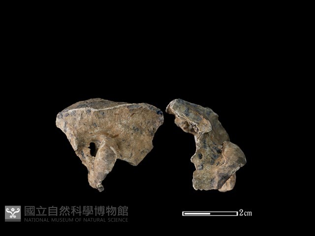 山羌骨藏品圖，第1張