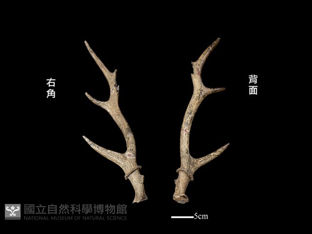 梅花鹿骨藏品圖，第1張