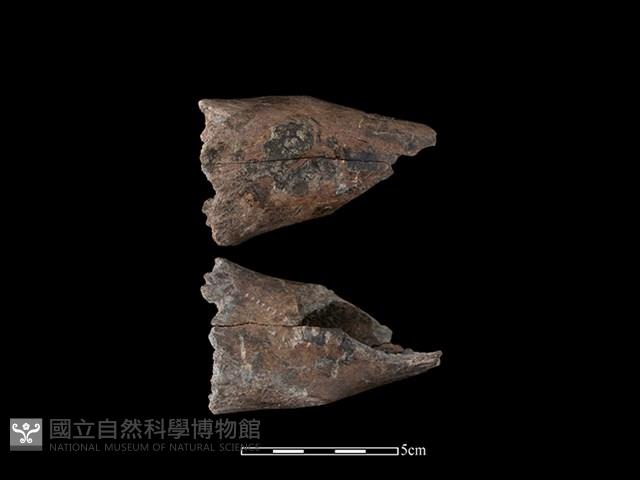 豬骨藏品圖，第1張