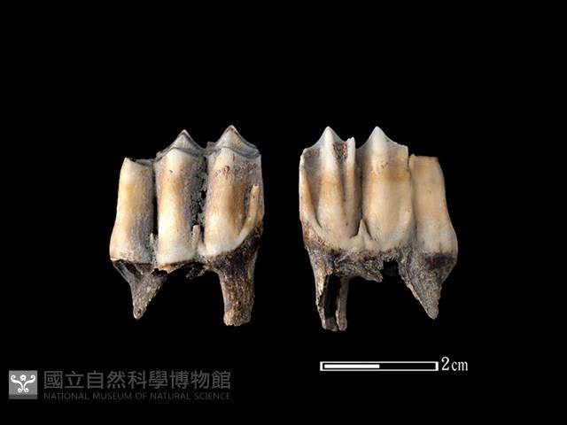 梅花鹿骨藏品圖，第1張