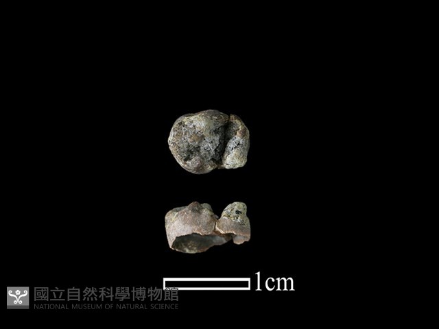 台灣獼猴骨藏品圖，第1張
