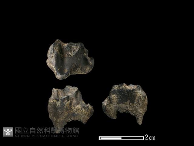 獐骨藏品圖，第1張