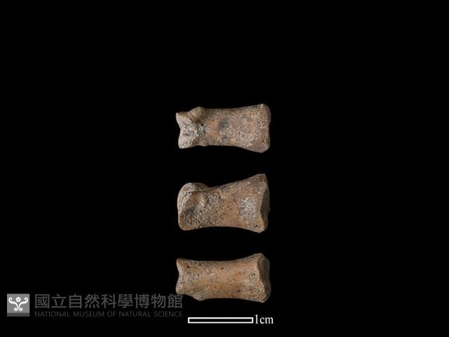 豬骨藏品圖，第1張